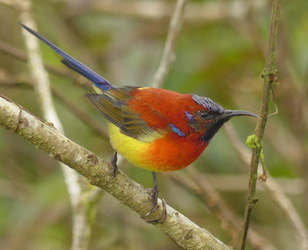 Mrs Gould's Sunbird