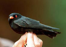 African River Martin