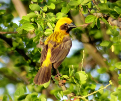 Asian Golden Weaver