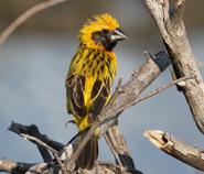 Asian Golden Weaver