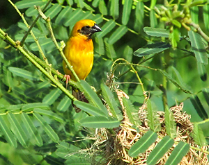 Asian Golden Weaver