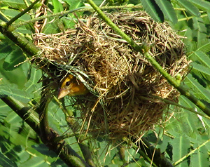 Asian Golden Weaver