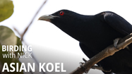 Asian Koel Call
