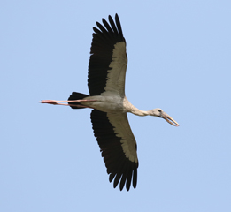 Asian Openbill