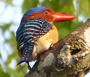 Banded Kingfisher
