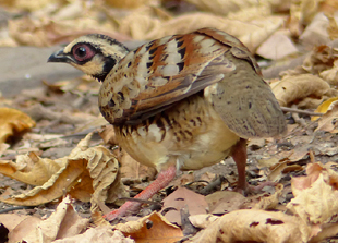 Bar-backed Partridge