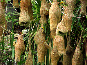Baya Weavers