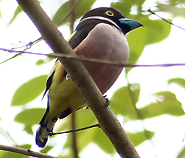 Black-and-yellow Broadbill