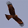 Black Kite