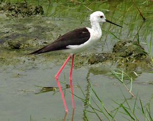 Black-winged Stilt