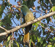 Blue-bearded Bee-eater