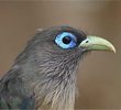 Blue-faced Malkoha