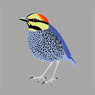 Blue Pitta Tee Shirt