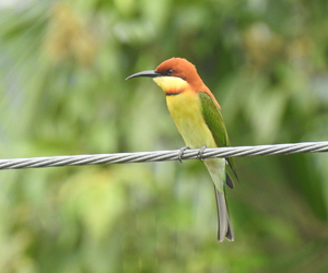Chestnut-headed Bee-eater