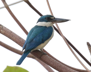 Collared Kingfisher
