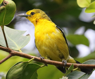 Common Iora