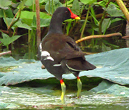 Common Moorhen