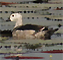 Cotton Pygmy Goose