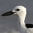 Crab Plover