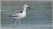 Crab Plover