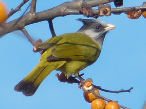 Crested Finchbill