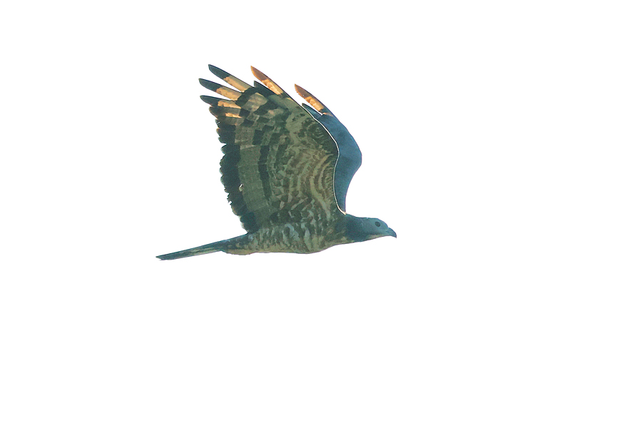 Crested Honey Buzzard - Thailand Birding