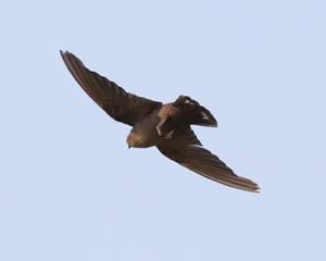 Dusky Crag Martin