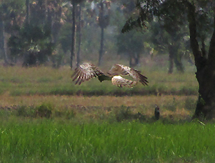 Eastern Marsh Harrier