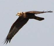 Eastern Marsh Harrier