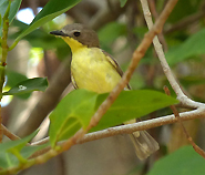 Golden-bellied Gerygone