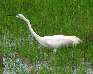 Eastern Great Egret