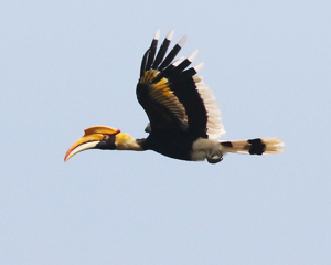 Great Hornbill