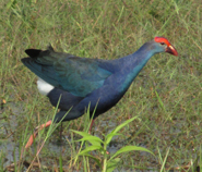 Grey-headed Swamphen