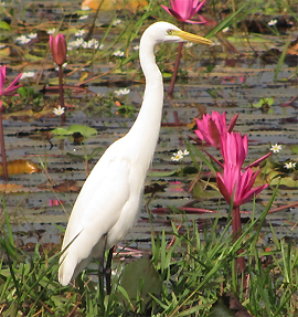 Medium Egret