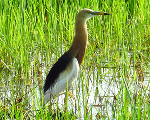 Javan Pond Heron