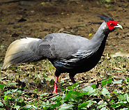 Kalij Pheasant