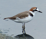 Kentish Plover