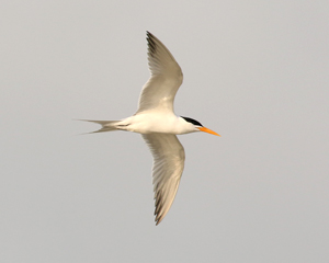 Lesser Crested Tern