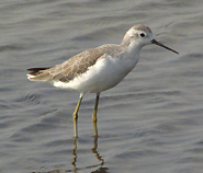 Marsh Sandpiper