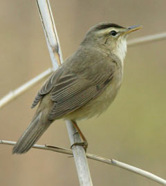Black-browed Reed Warbler