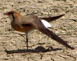 Oriental Pratincole