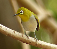 Swinhoe's White-eye
