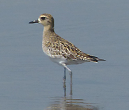 Pacific Golden Plover