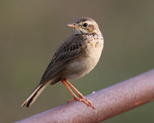 Paddyfield Pipit