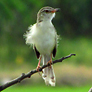 Plain Prinia