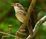 Puff-throated Babbler
