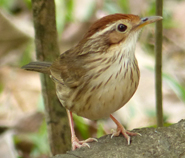 Puff-throated Babbler