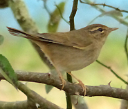 Radde's Warbler