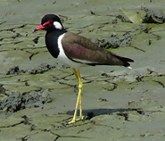 Red-wattled Lapwing