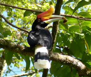 Rhinocenros Hornbill